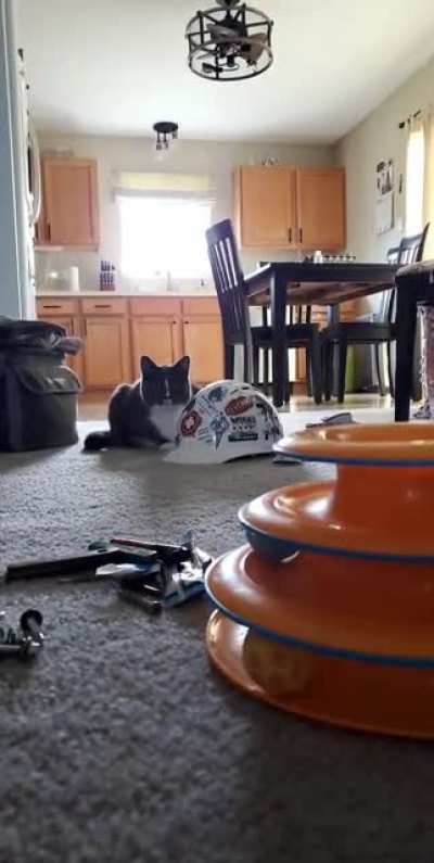Raven executes a pounce, please rate out of 10.