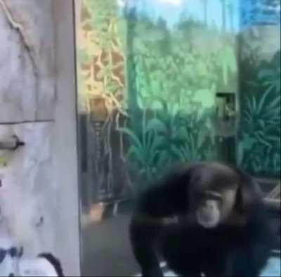 Chimpanzee approved human performance