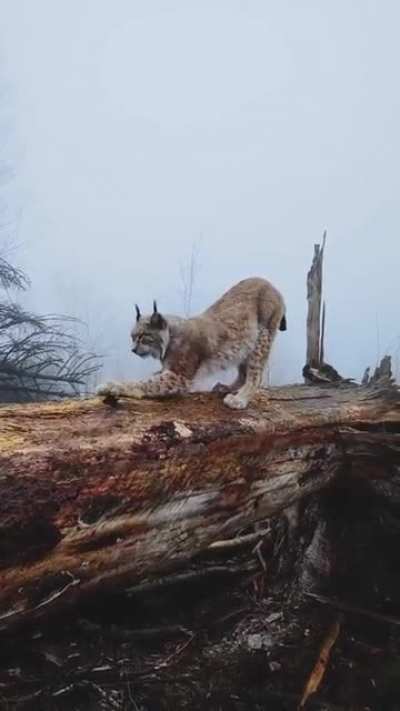 ? A Lynx in the Harz, Germany