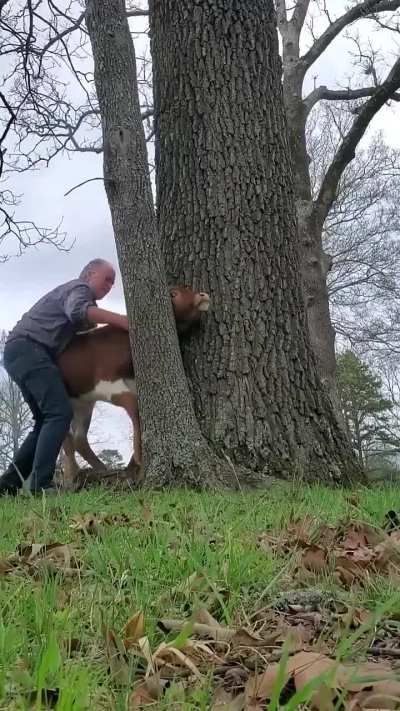 Guy helps Cow stuck between trees