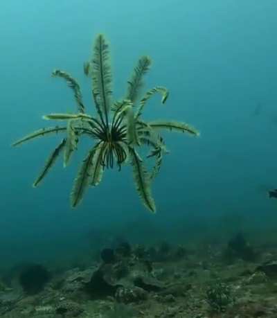 Mesmerizing Feather Starfish