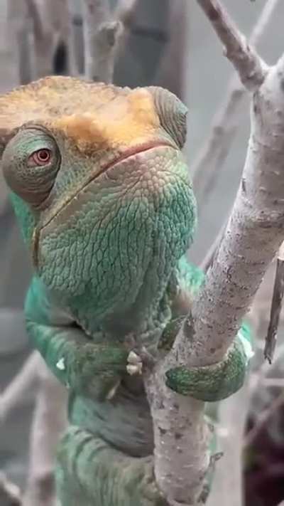 ? The chameleon's eyes continuously scan the environment moving each eye independently of the other, so that they can look up and down, forward and backward simultaneously.