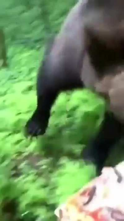 beware when a bear follows you ???