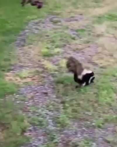 ? This mama skunk crossing a hiking path with her kits ?