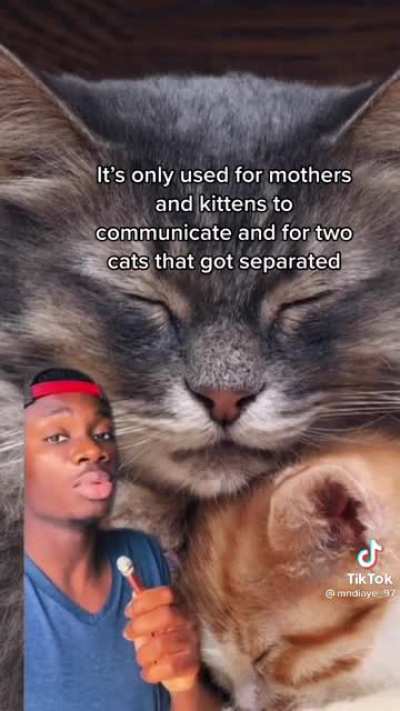 How cats domesticated humans