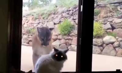 ? Two cats interacting