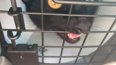 My little ambulance siren after he was neutered ?