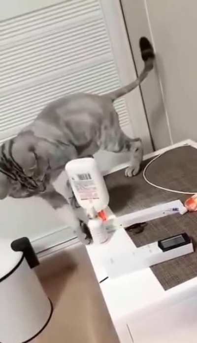 Cats trying to satisfy