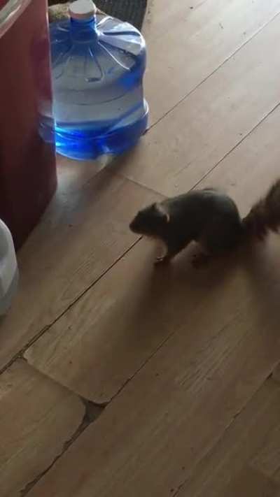 We’ve made friends with a squirrel.