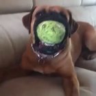 He MONCH