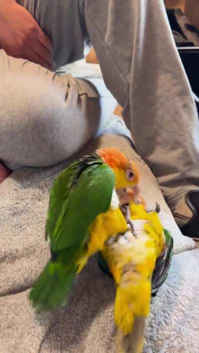 Apparently they like being socked