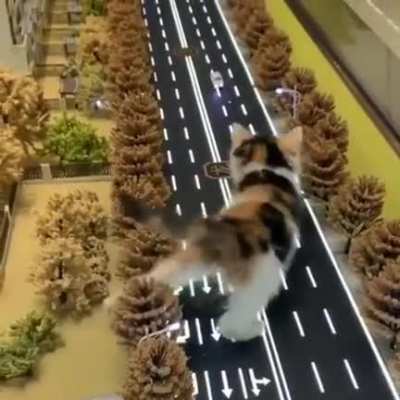 Godzilla Kitty