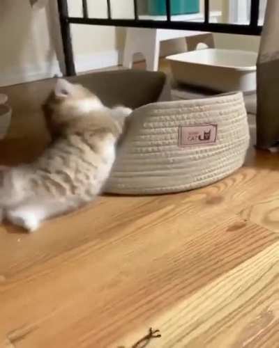 One day she'll be a ferocious huntress, but today she's just an idiot