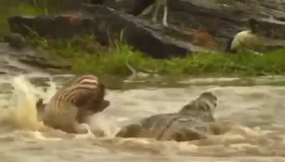 ? Zebra Shows no Respect