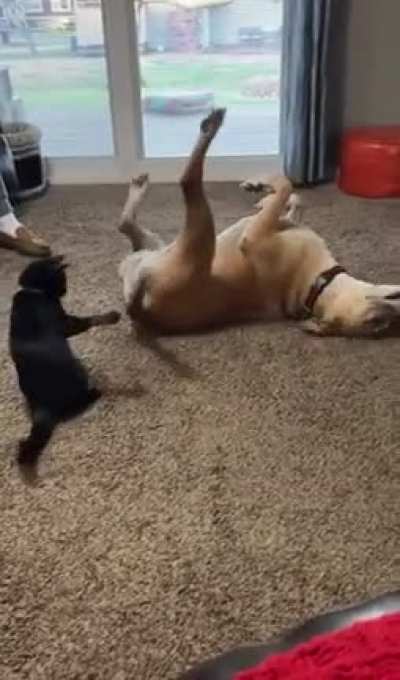 My sister’s dog never got along well with other dogs. But when they brought a rescue kitten at home to see if they would be compatible the two of them instantly became best bros.