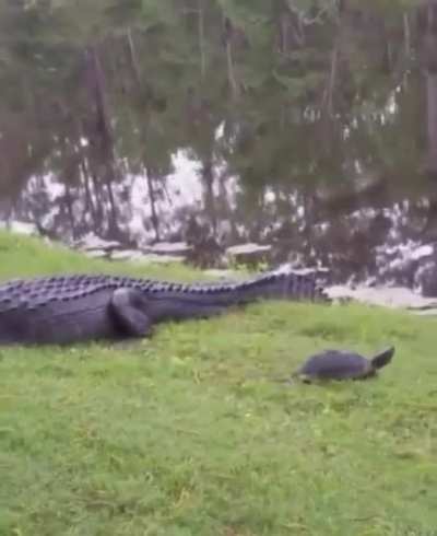 To eat a turtle
