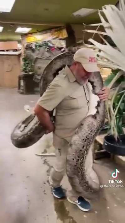 The death noodle