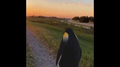 Penguin staring at the sunset ? ?