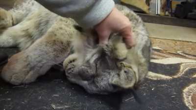 Petting Max the Canadian Lynx while he purrs like a house cat ?