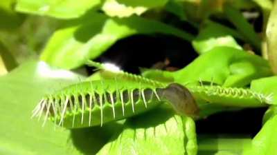 Carnivorous plant vs slug.