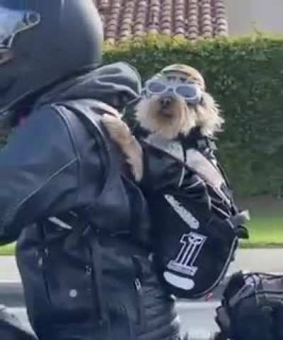 Cool boi