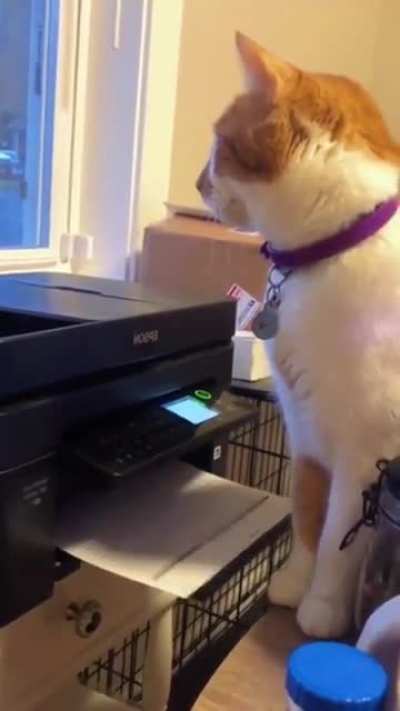 Cat vs. printer