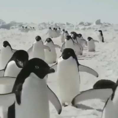 The sounds of penguins walking towards you