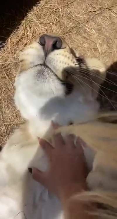 Cats being cats