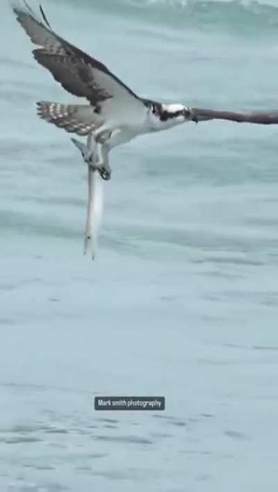 ? A Photographer captured the stunning moment an Osprey emerged from the Ocean clutching its prey