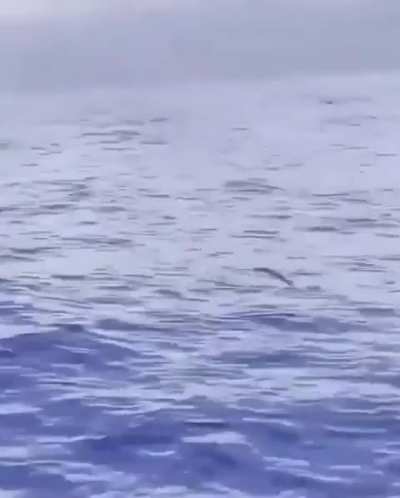 Flying fish can glide up to 650 feet, using their fins to escape predators!