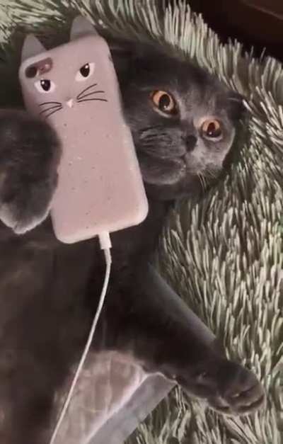 Fluffy is in charge of dealing with spam callers
