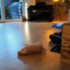 Getting in some daily zoomies! ?