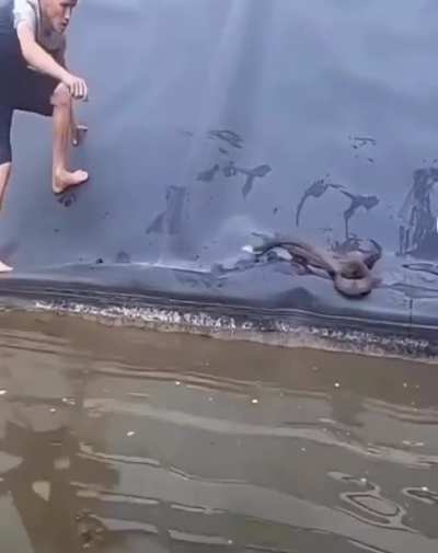 WCGW Distubing a Small Snake
