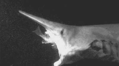 ? Goblin shark's slingshot jaws makes it look like a nightmarish deep sea unicorn