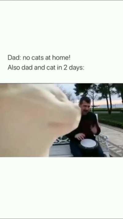 Leakapin cat