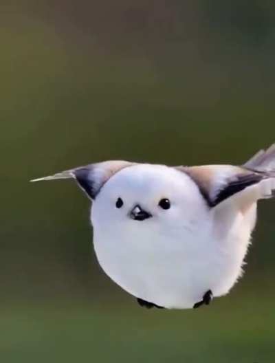 ? Shima Enaga birb. The flying snowball.?