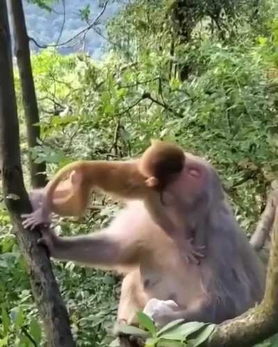 ? Monkey mom has mastered parenting ?