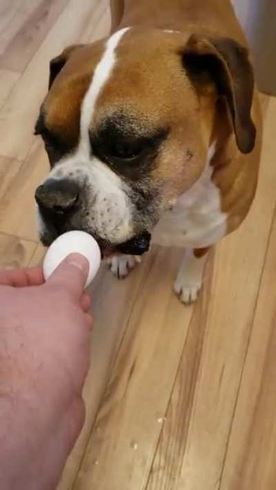 Saw a video recently about how a dog will take care of an egg if you give them one.... Tank has no paternal instincts.