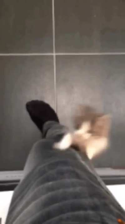 Kïtt spares its hooman from picking it up.