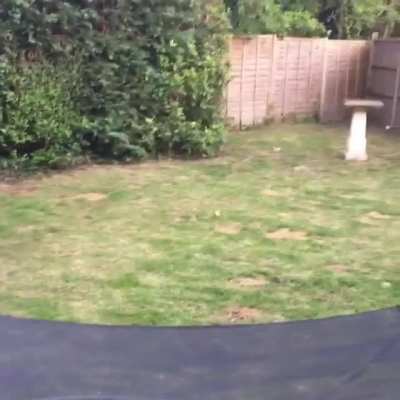 No animal can beat my dog when it comes to fetch. She’s truly amazing at it