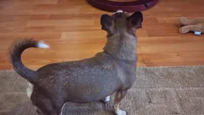 A dog with no name
