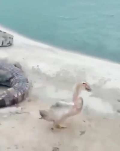 Holy DUCK
