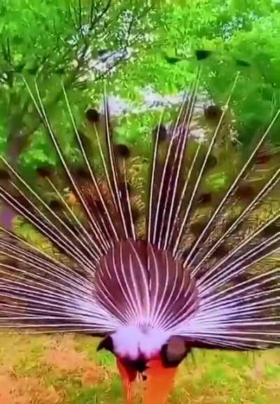 ? Peacock's feathers