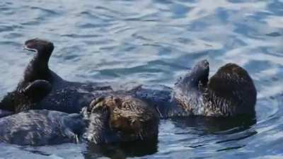 ? A sea otter gives other otter a kiss ?