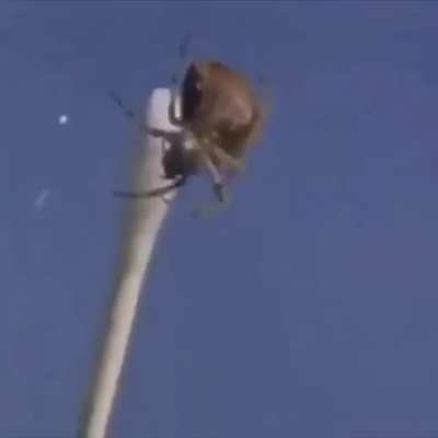 Spiders on drugs
