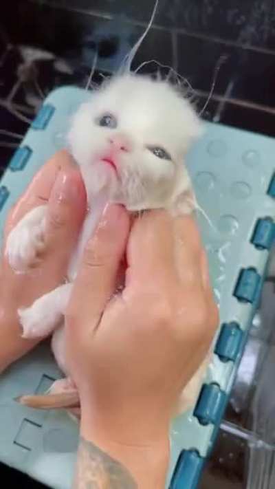 A Little Bath For The Cat ??