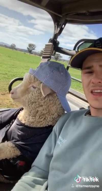 Lamb