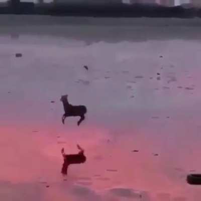 ? A deer prancing through a low tide in the early evening ?