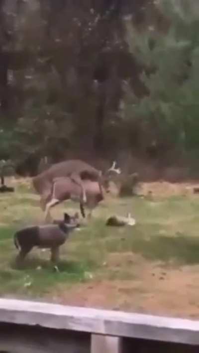 Poor deer