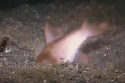 ? The bobbit worm (Eunice aphroditois) is a couple of inches wide and up to ten feet long and stays hidden under tropical sands with just its five antennae poking out—waiting. When it senses prey above, it moves with speed and strength to grab them with i